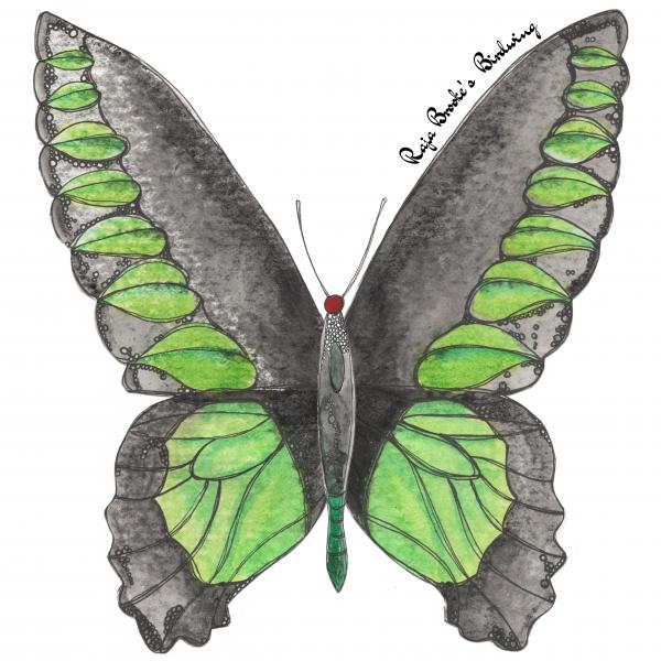 Butterfly Giclee Print (11"x14"): Raja Brooke's Birdwing