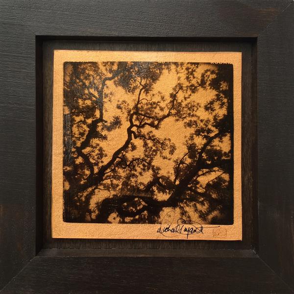 Set Of 3 - Tree Study (10"x10" each) picture