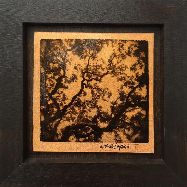 Set Of 3 - Tree Study (10"x10" each) picture