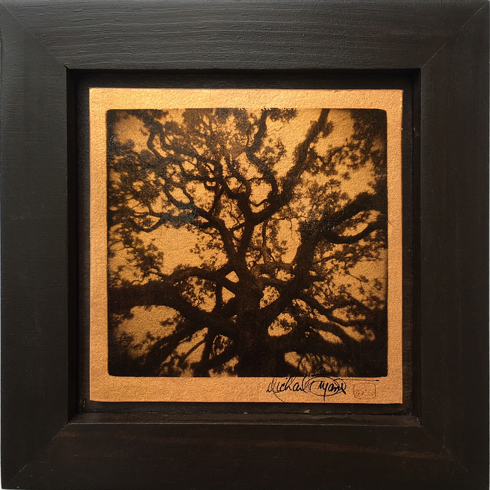 Set Of 3 - Tree Study (10"x10" each) picture