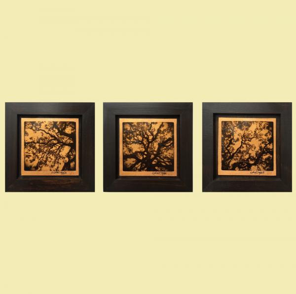 Set Of 3 - Tree Study (10"x10" each)