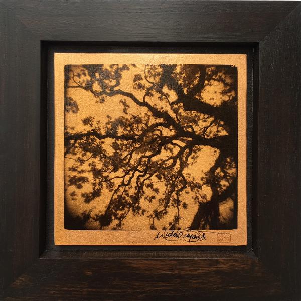 Set Of 3 - Tree Study (10"x10" each) picture