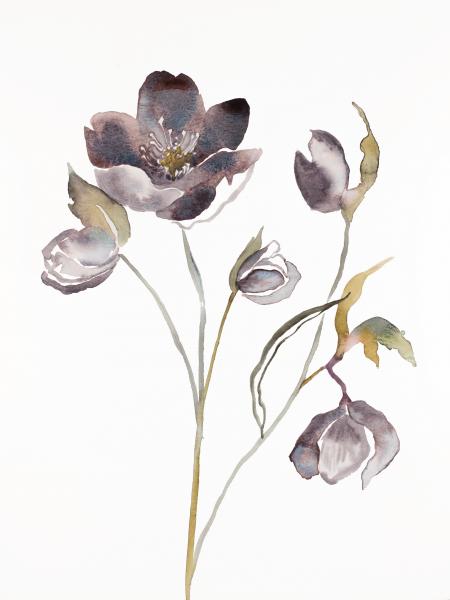 Hellebore No. 17 picture