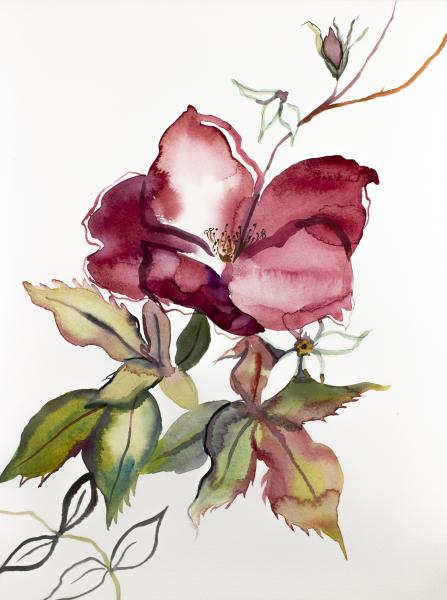 Rose Study No. 61