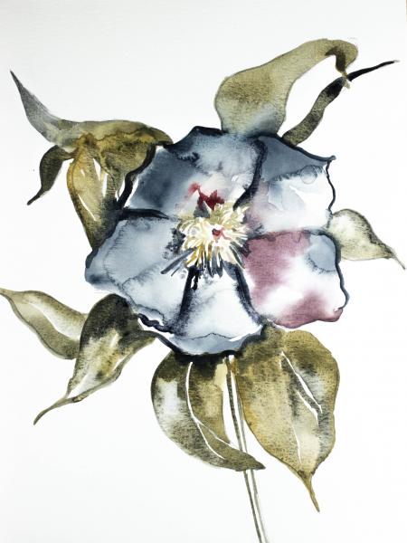 Hellebore No. 6