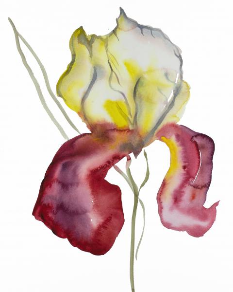 Iris No. 117