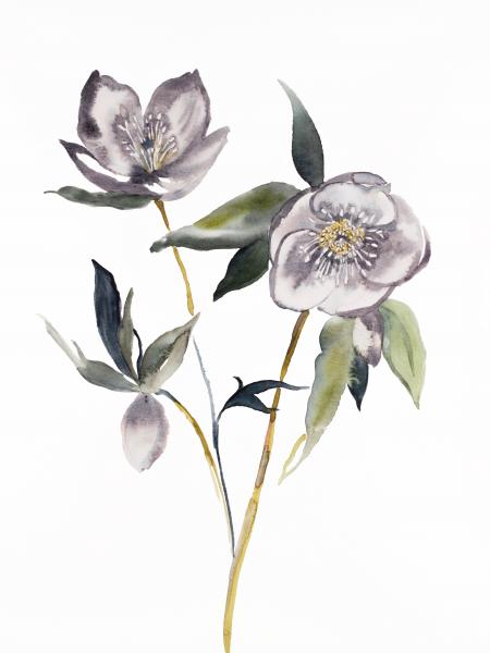 Hellebore No. 19 picture