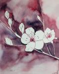 Cherry Blossom No. 16