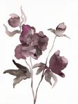 Hellebore No. 11