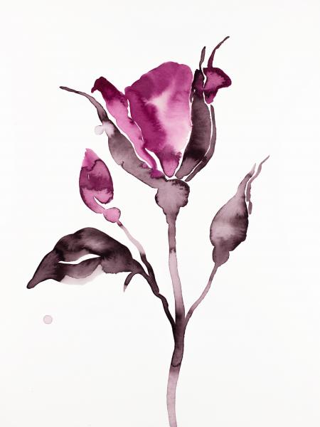 Rose Study No. 64