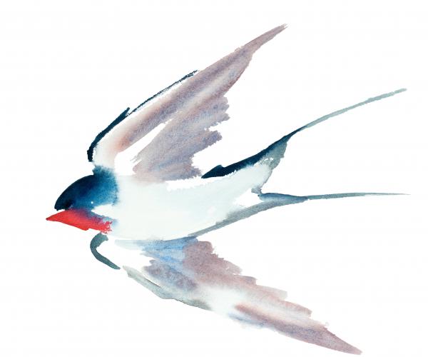 Swallow No. 37 picture