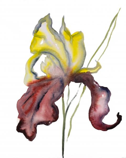 Iris No. 115