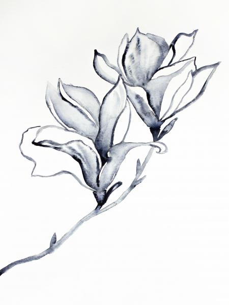 Magnolia No. 36 picture