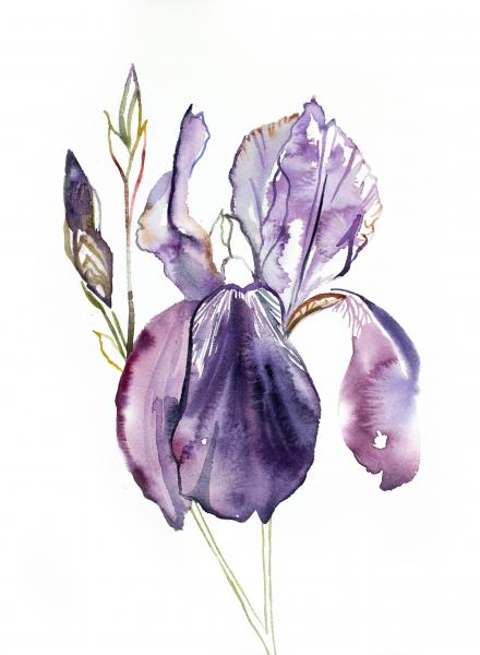 Iris No. 126 picture