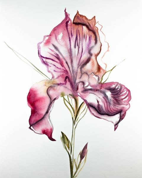 Iris No. 93 picture