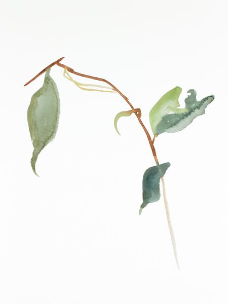 Plant Study No. 66