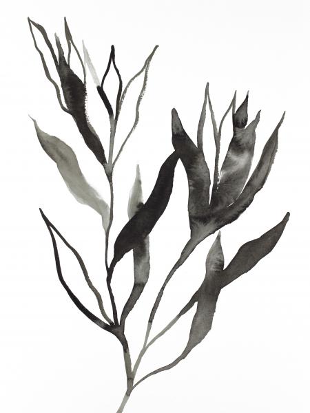 Plant Study No. 75