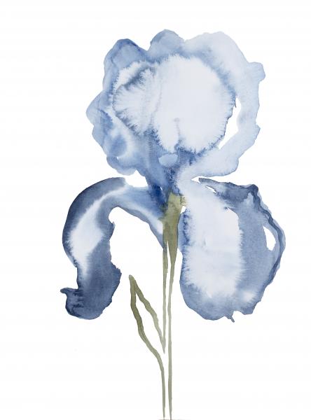 Iris No. 128 picture