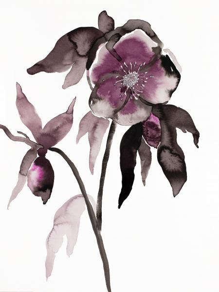 Hellebore No. 10