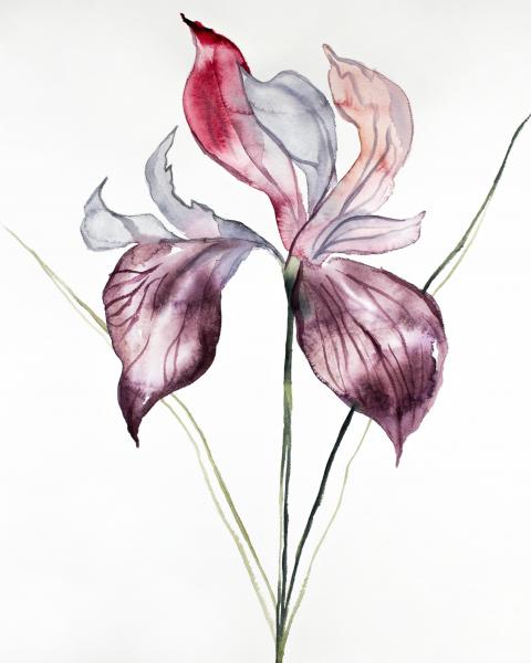 Iris No. 102