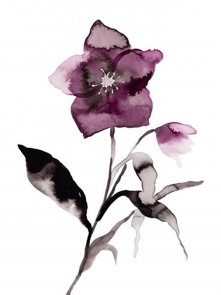 Hellebore No. 23