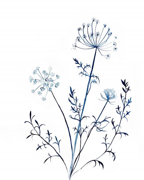 Queen Anne’s Lace No. 13