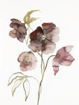 Hellebore No. 15