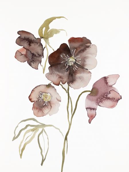 Hellebore No. 15 picture