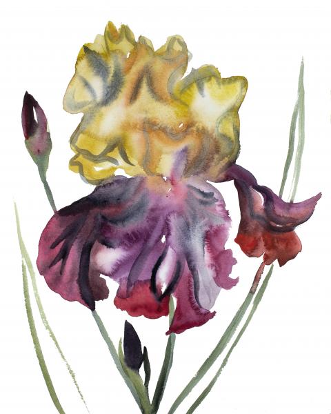 Iris No. 119 picture