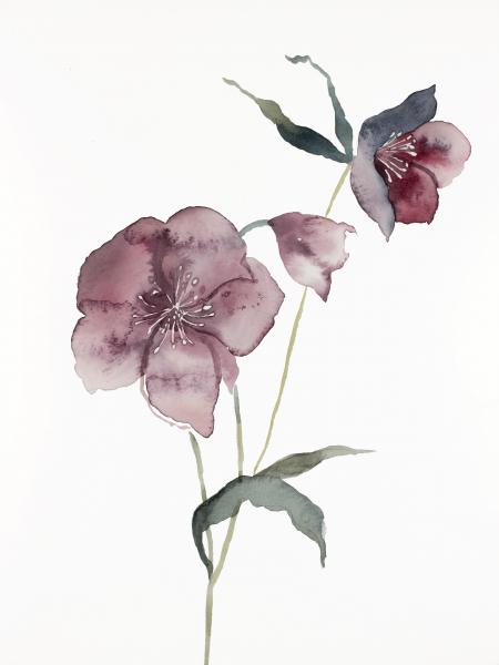 Hellebore No. 14