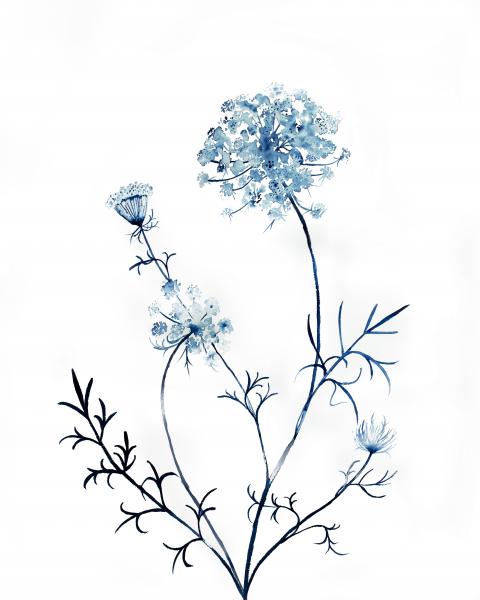 Queen Anne’s Lace No. 15