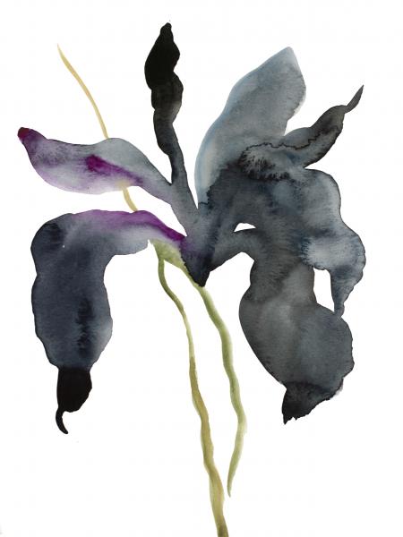 Iris No. 135