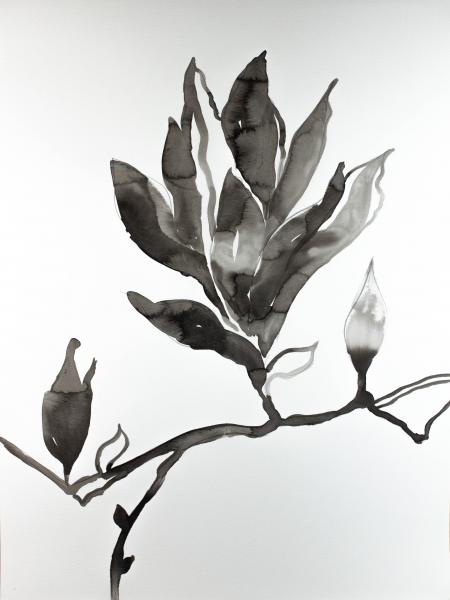 Magnolia No. 21