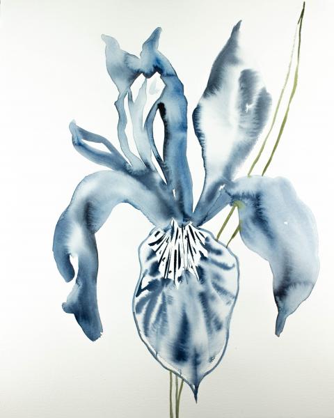 Iris No. 95