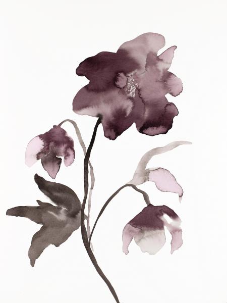 Hellebore No. 12