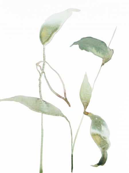 Plant Study No. 64