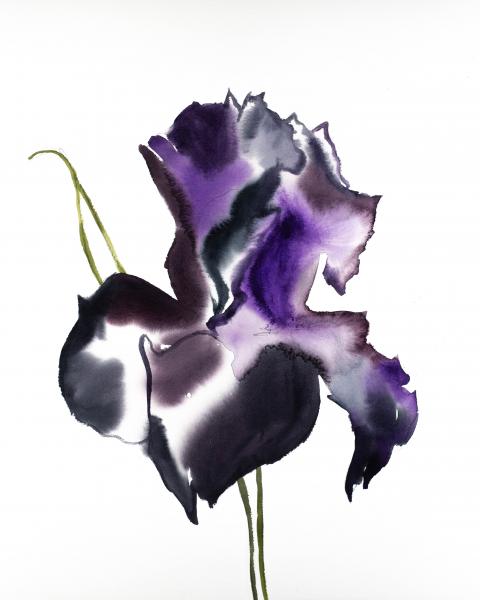 Iris No. 78