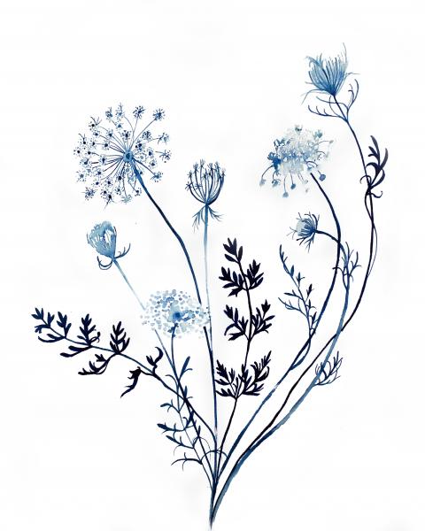 Queen Anne’s Lace No. 14