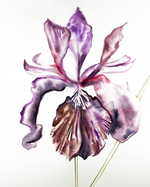 Iris No. 91 picture