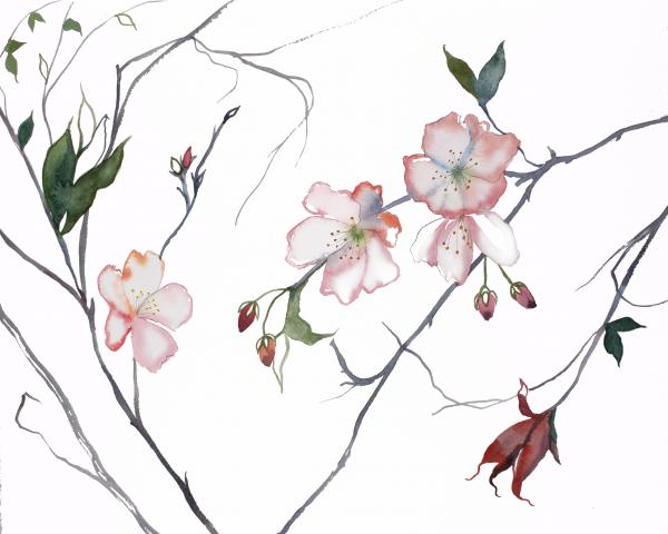 Cherry Blossom No. 23