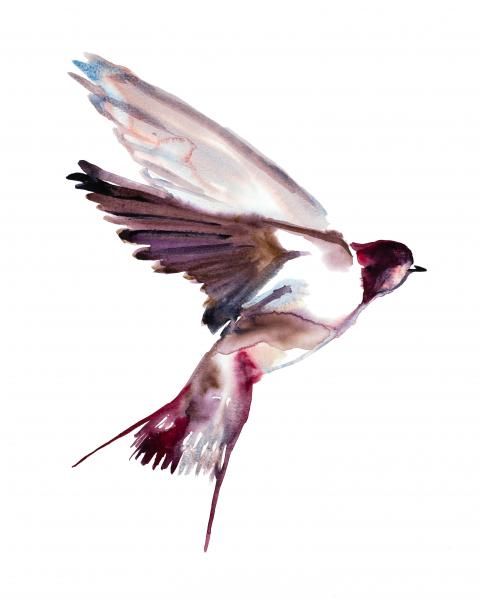 Swallow No. 38 picture