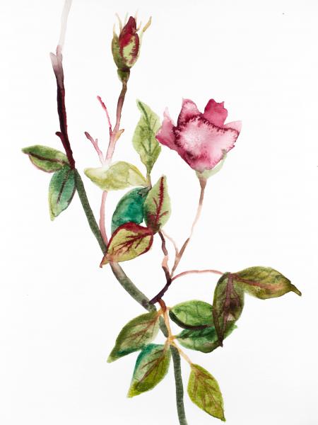 Rose Study No. 49