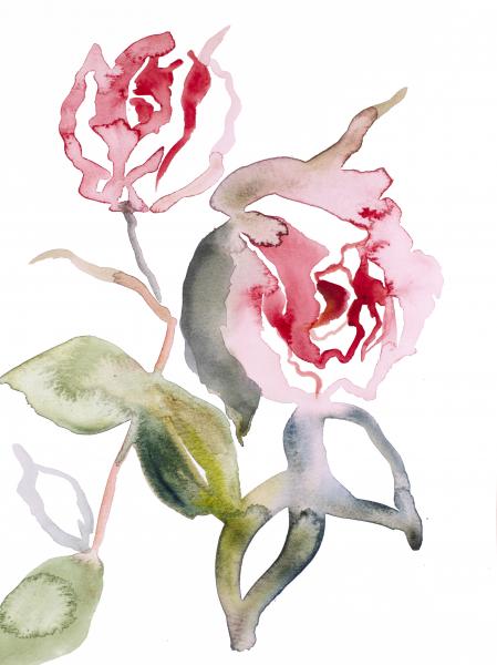 Rose Study No. 56