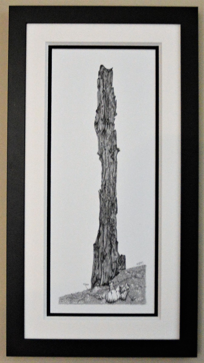 Decayed Cedar picture