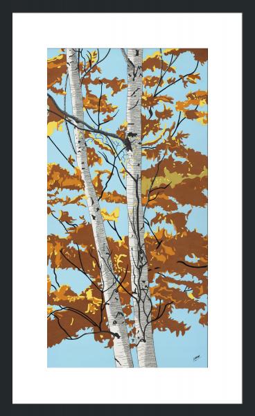 Fall Birches picture
