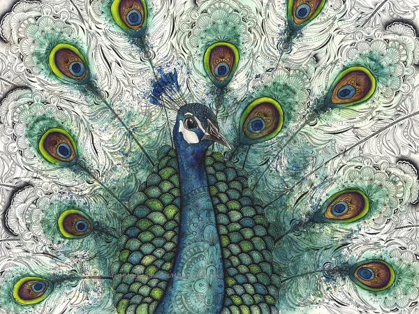 Peacock Print, Watercolor and Pen and Ink, by Haylee McFarland