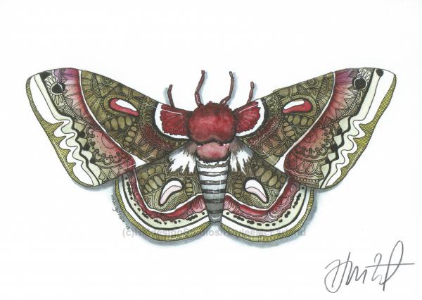 Moth Print, Watercolor and Pen and Ink, by Haylee McFarland