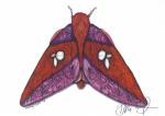 Pink Stripped Oakworm Moth Print, Watercolor and Pen and Ink, by Haylee McFarland
