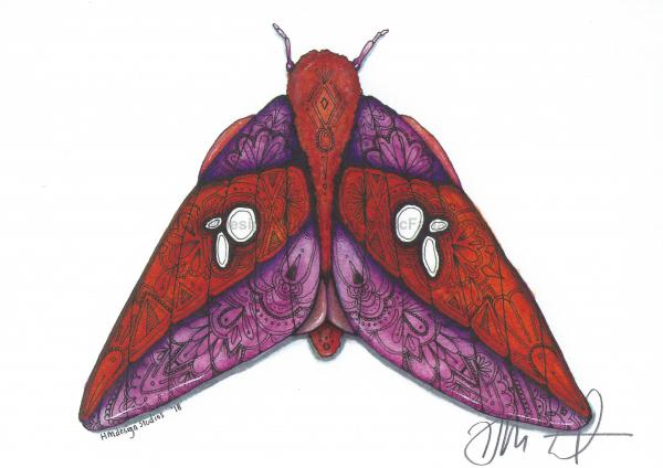 Pink Stripped Oakworm Moth Print, Watercolor and Pen and Ink, by Haylee McFarland