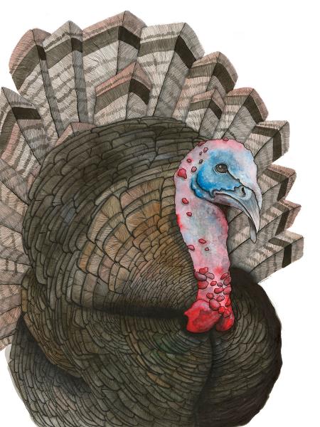 Turkey Print, Watercolor and Pen and Ink, by Haylee McFarland